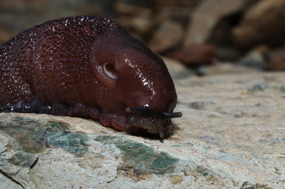 Limax doriae (?) dal Monte Curlo/Arenzano (GE)