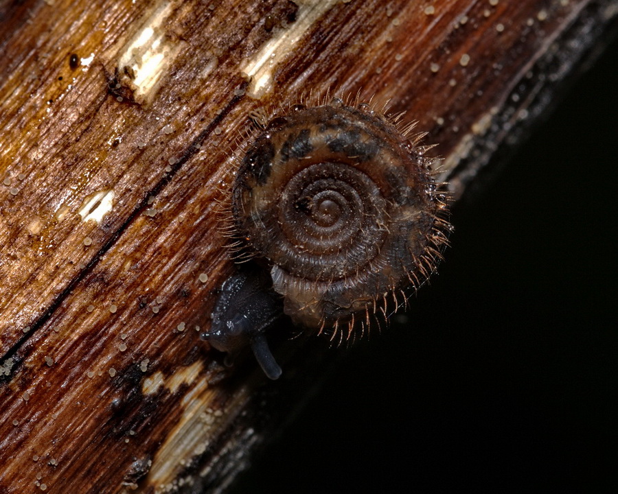 alcuni molluschi da identificare