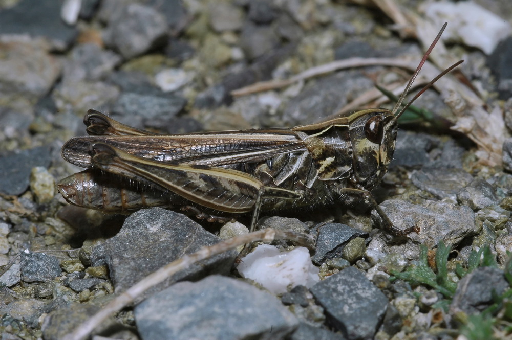 Ortottero: probabile Chorthippus (Glyptobothrus) sp.