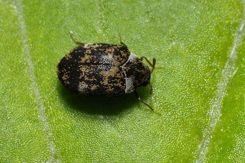 Anthrenus museorum