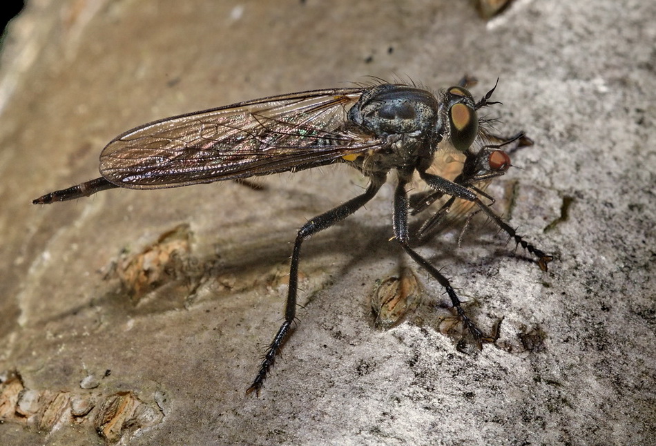 Asilidae con preda