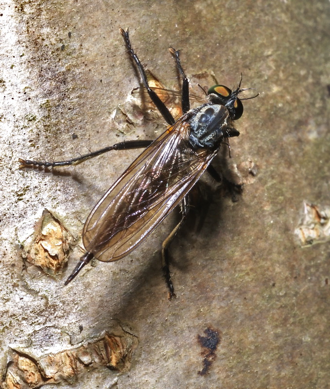Asilidae con preda