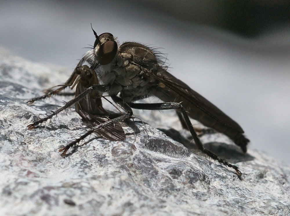 Asilidae con preda