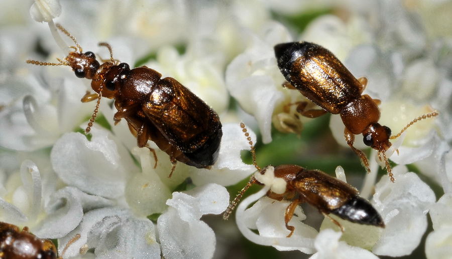 coleotteri floricoli da identificare