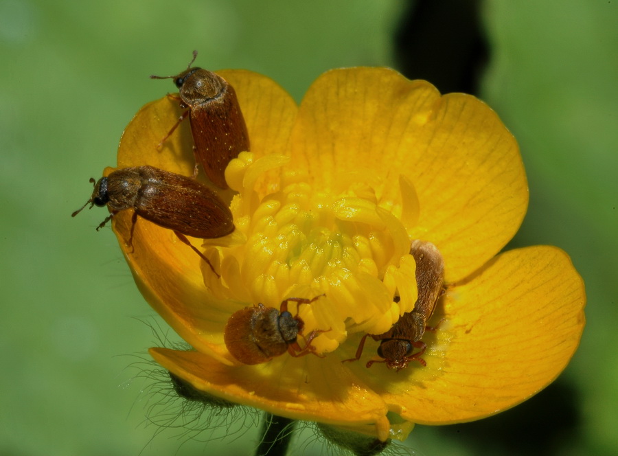 coleotteri floricoli da identificare