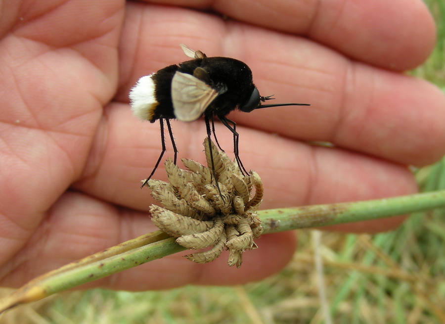 Bombyliidae pantesco: Bombomya discoidea.