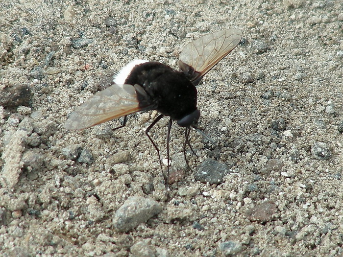 Bombyliidae pantesco: Bombomya discoidea.