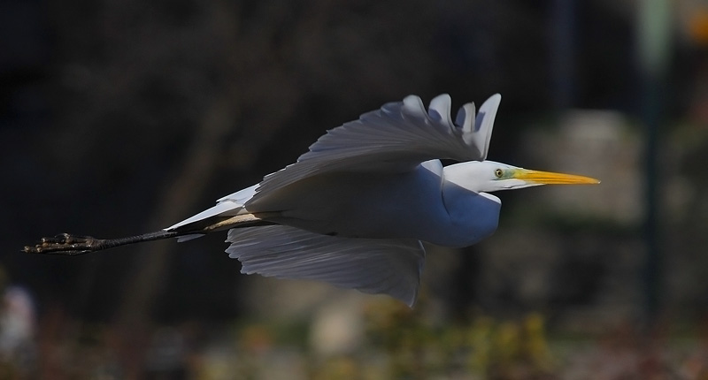 Casmerodius albus