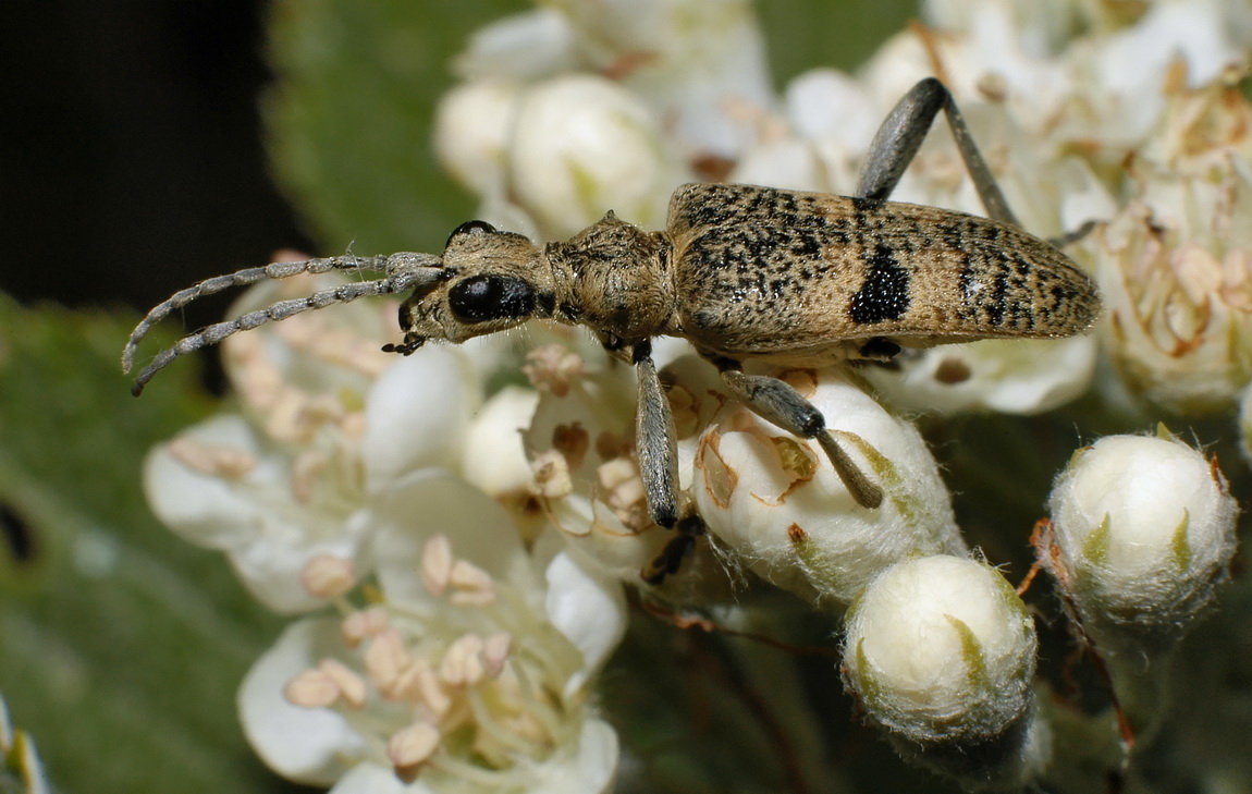 Rhagium mordax zoppo