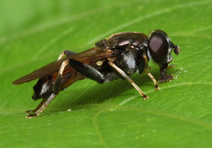 Xylota segnis M (Syrphidae)