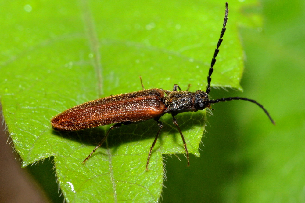 Denticollis linearis ?