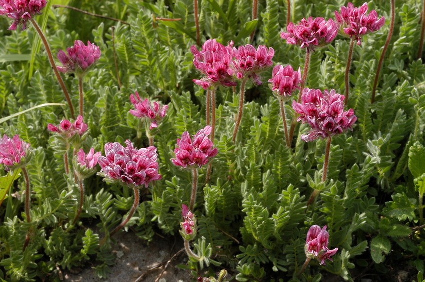 Anthyllis montana s.l. e Vicia benghalensis L.