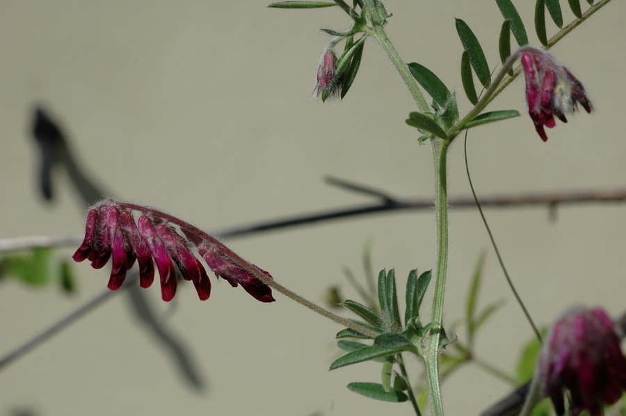 Anthyllis montana s.l. e Vicia benghalensis L.
