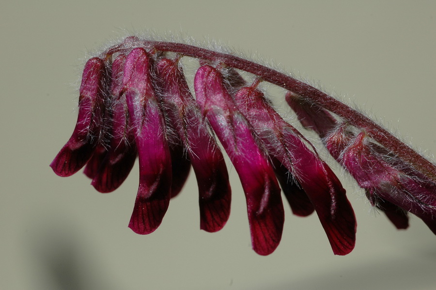 Anthyllis montana s.l. e Vicia benghalensis L.