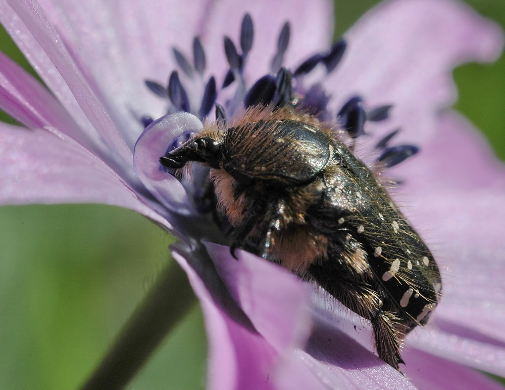 a proposito di Oxythyrea funesta