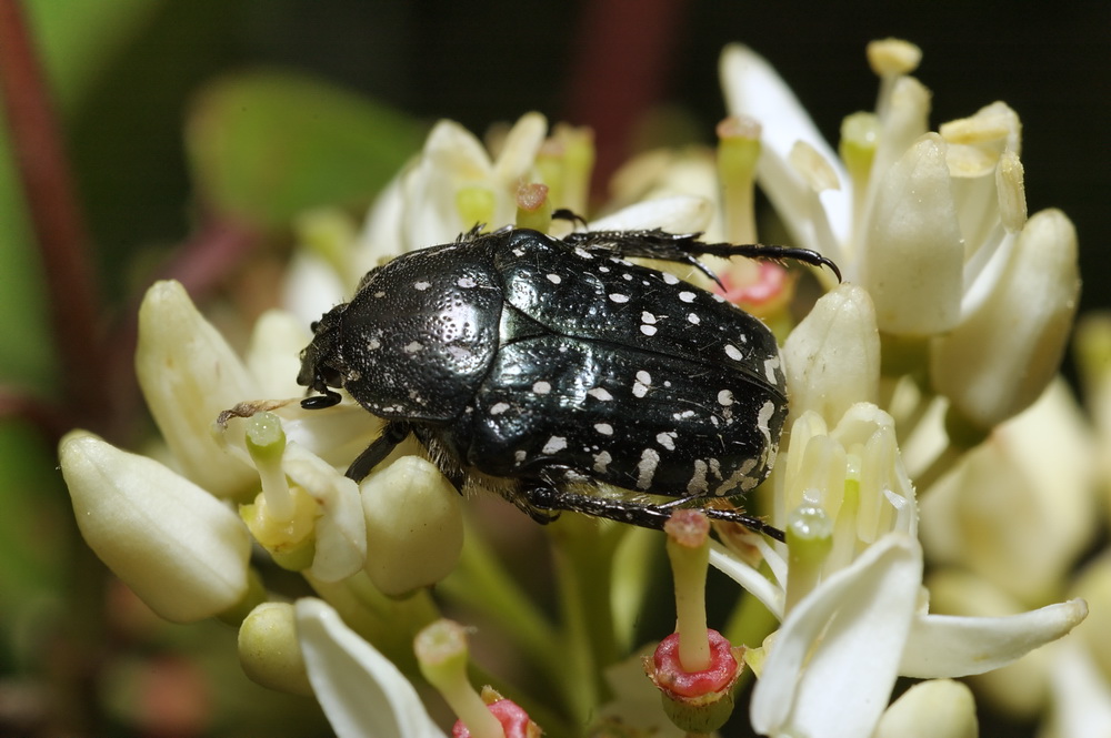 a proposito di Oxythyrea funesta