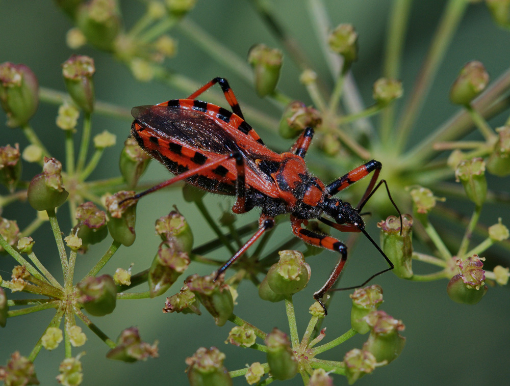 Rhynocoris rubricus o iracundus o ...