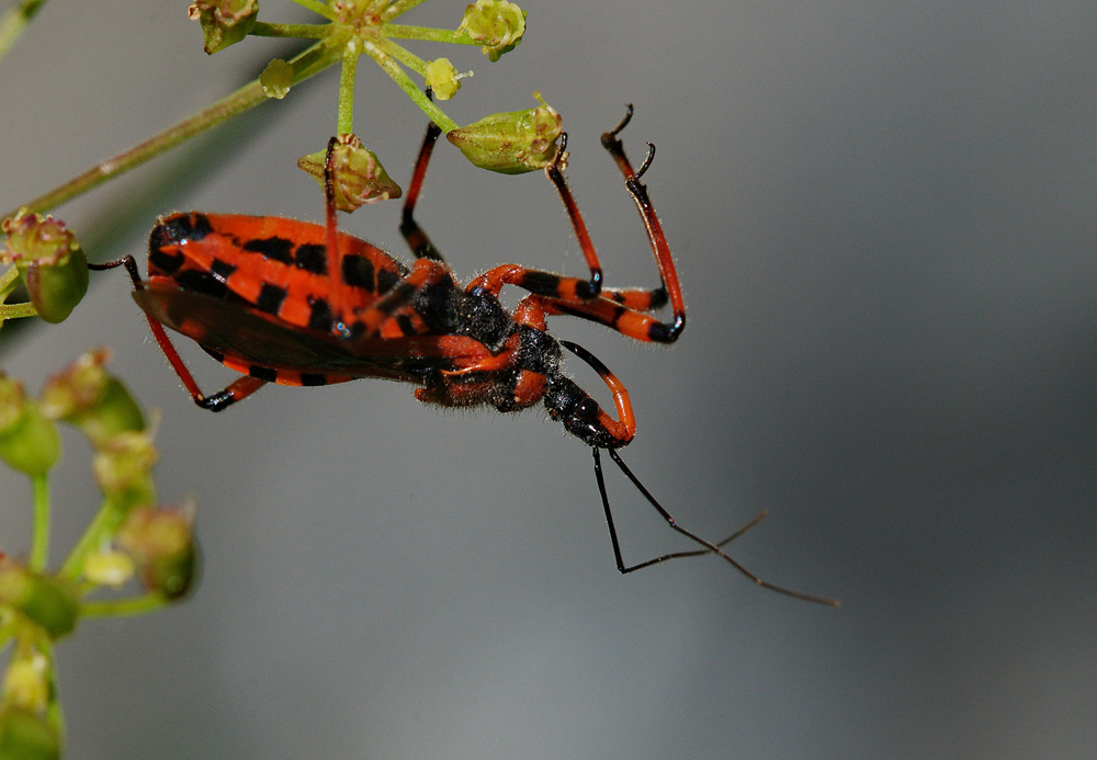 Rhynocoris rubricus o iracundus o ...