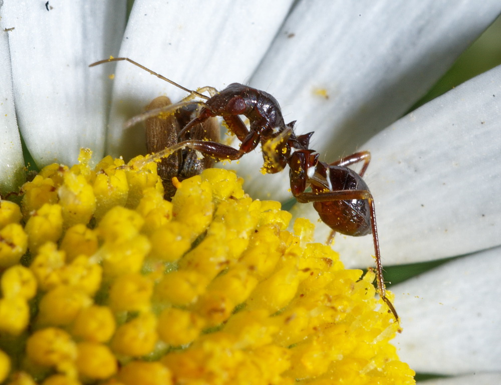 Nabidae della val Trabbia: Himacerus (Aptus) mirmicoides