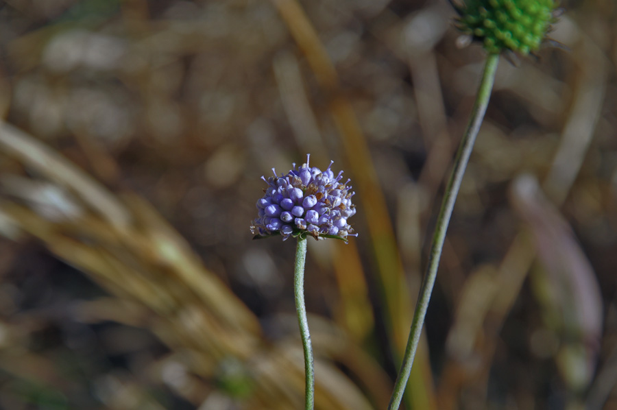 pianta presso torbiera - Succisa pratensis ?