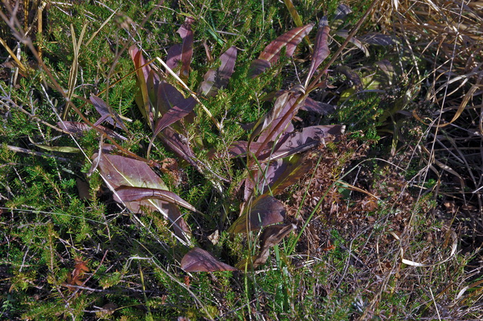 pianta presso torbiera - Succisa pratensis ?