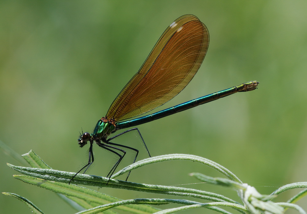 stessa specie? - Calopteryx virgo e splendens (F)