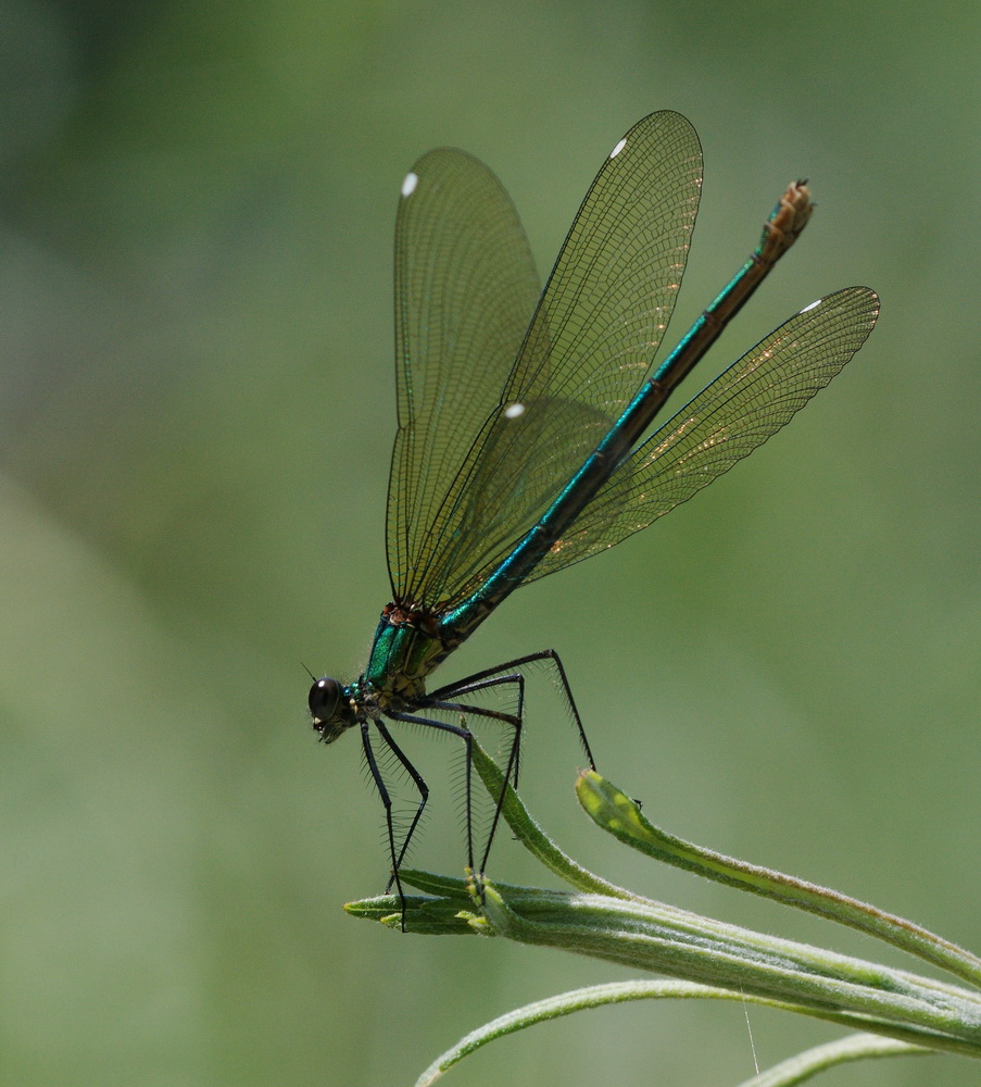 stessa specie? - Calopteryx virgo e splendens (F)