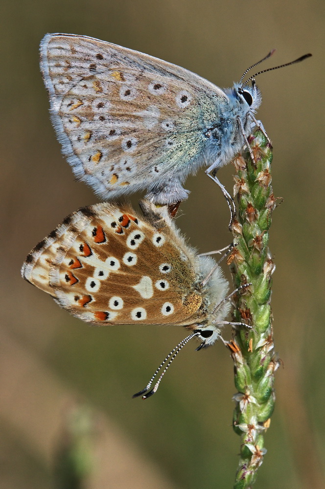 Polyommatus (Lysandra) coridon