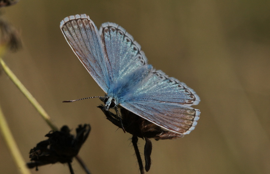 Polyommatus (Lysandra) coridon