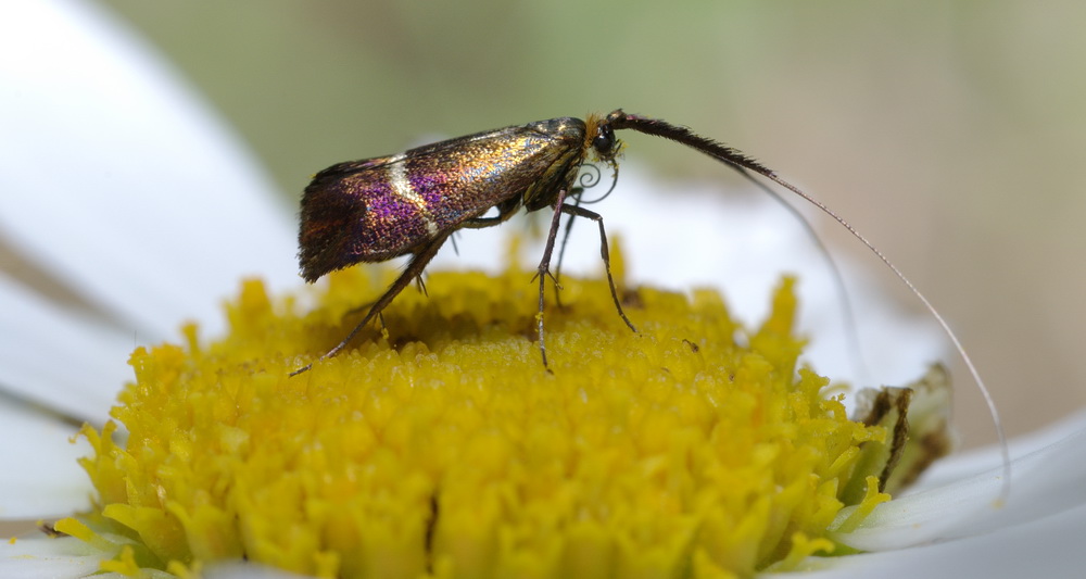 piccoli lepidotteri da identificare