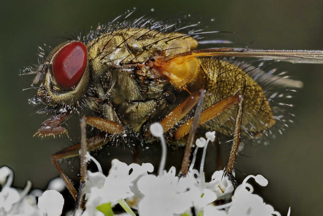 Phaonia angelicae M e F (Muscidae)