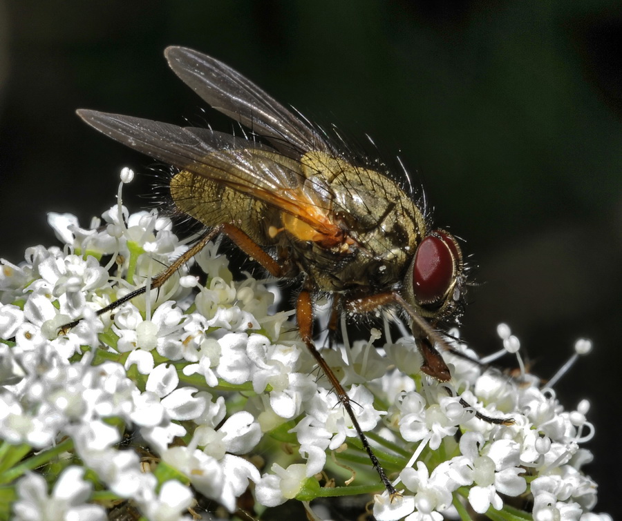 Phaonia angelicae M e F (Muscidae)