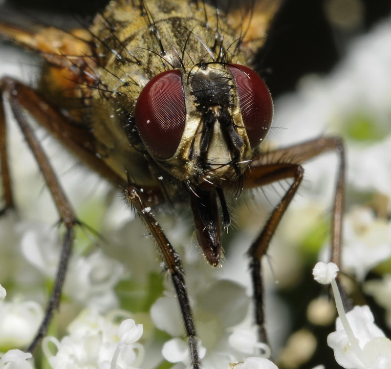 Phaonia angelicae M e F (Muscidae)
