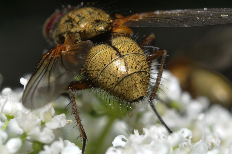 Phaonia angelicae M e F (Muscidae)