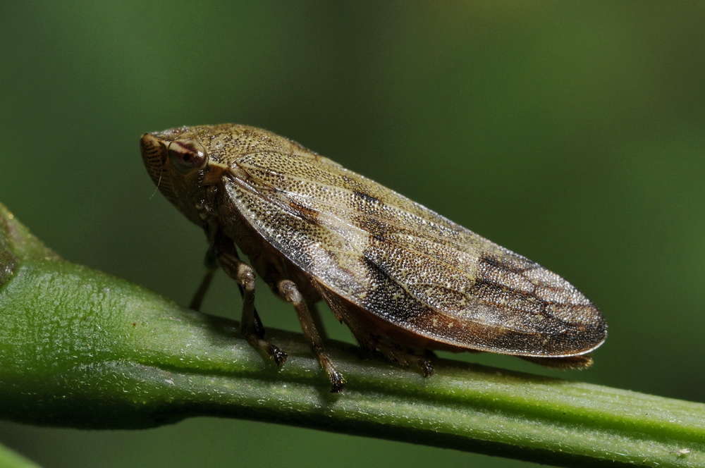 Aphrophora alni