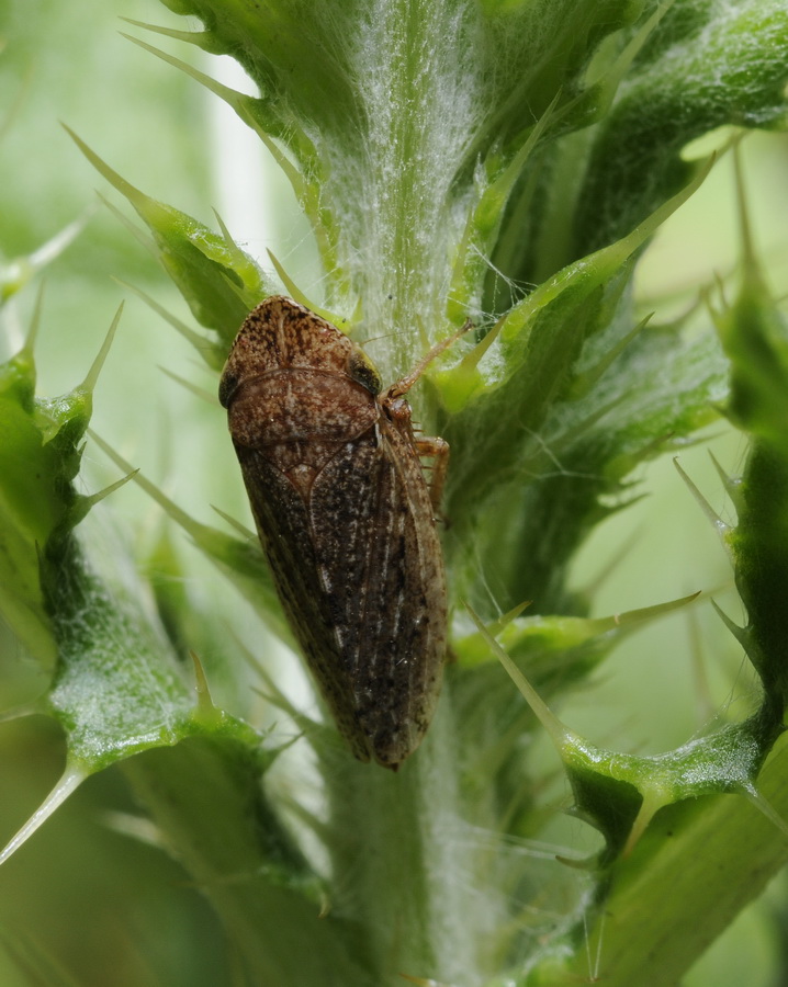 Cicadellidae Aphrodinae:  cfr. Anoscopus sp.