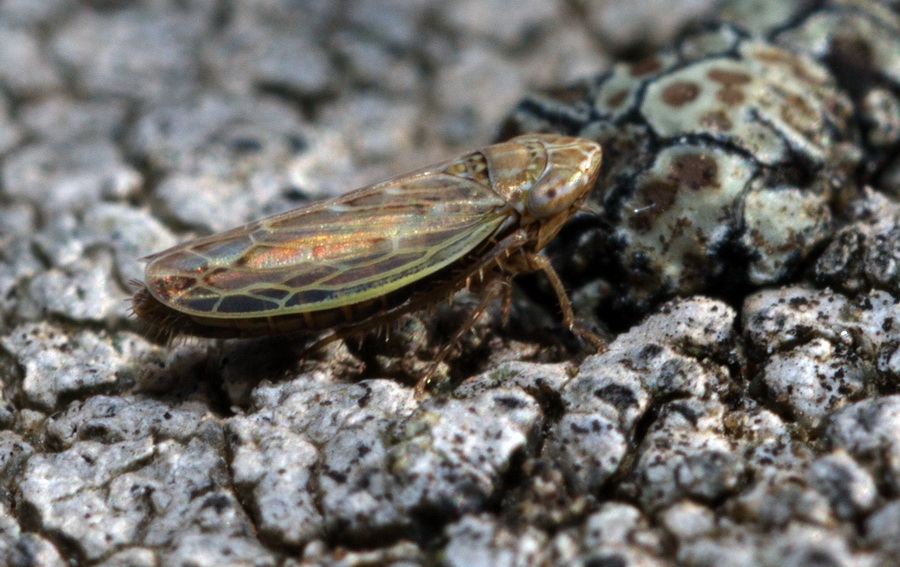 id Cicadellidae 3, sott. Deltocephalinae- Psammotettix sp.