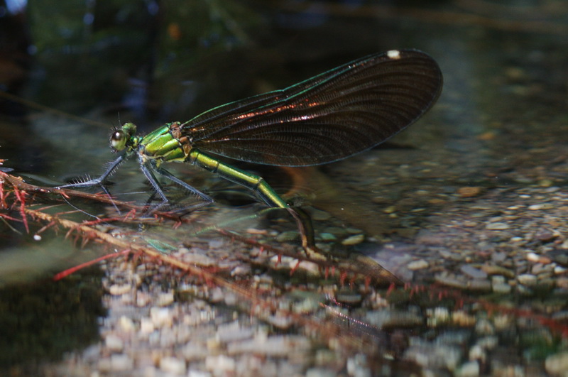 mamma Calopteryx  al lavoro - Calopteryx virgo (deposizione
