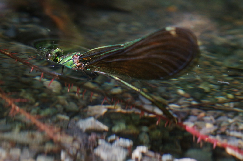 mamma Calopteryx  al lavoro - Calopteryx virgo (deposizione