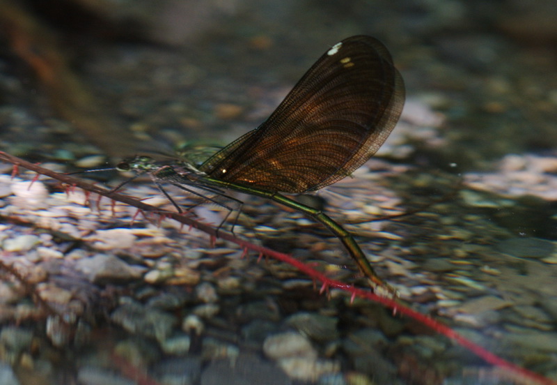 mamma Calopteryx  al lavoro - Calopteryx virgo (deposizione