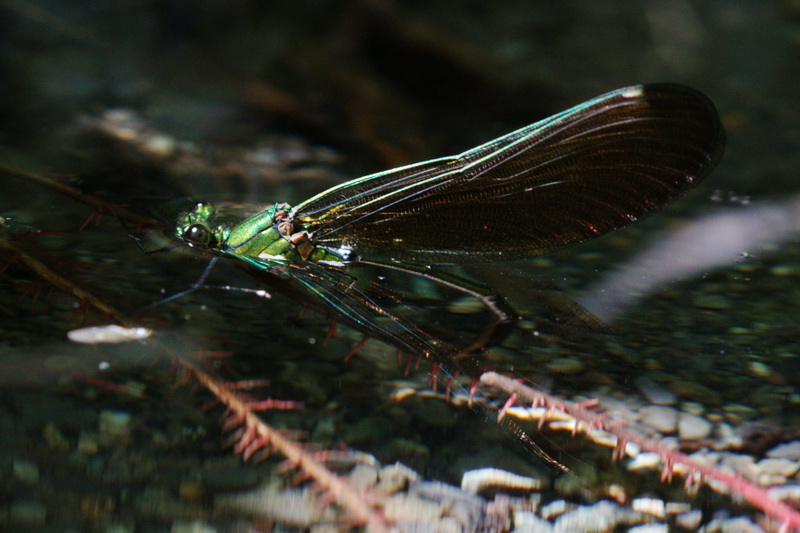 mamma Calopteryx  al lavoro - Calopteryx virgo (deposizione