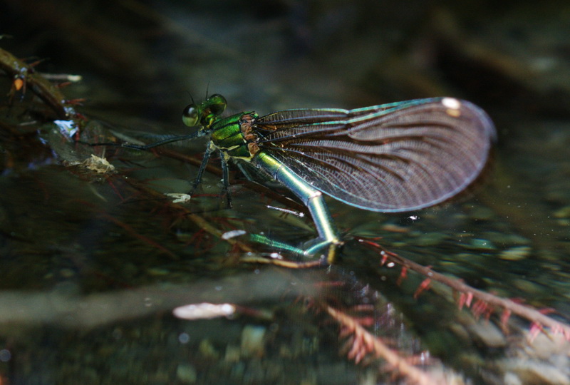mamma Calopteryx  al lavoro - Calopteryx virgo (deposizione