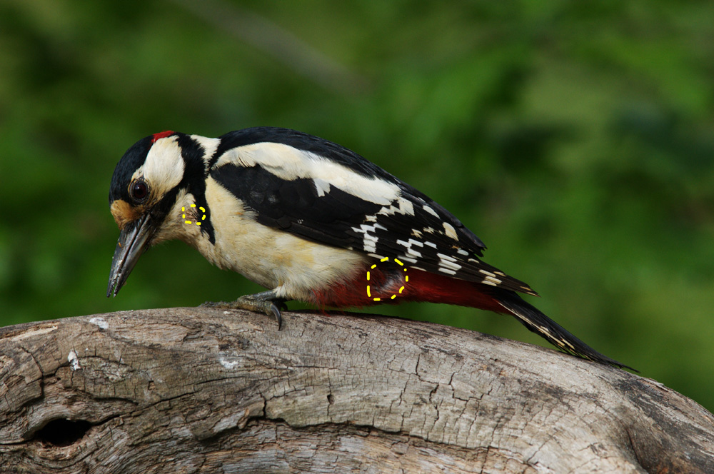 picchio rosso maggiore ferito?