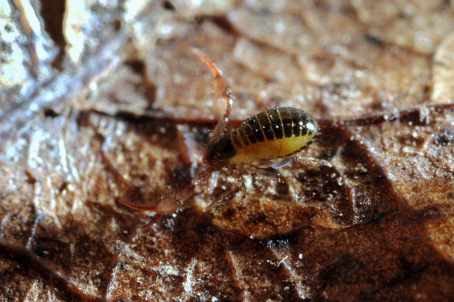 Neobisium (Neobisium) sp.