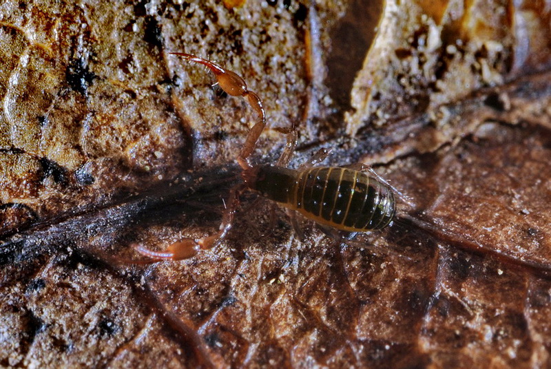 Neobisium (Neobisium) sp.