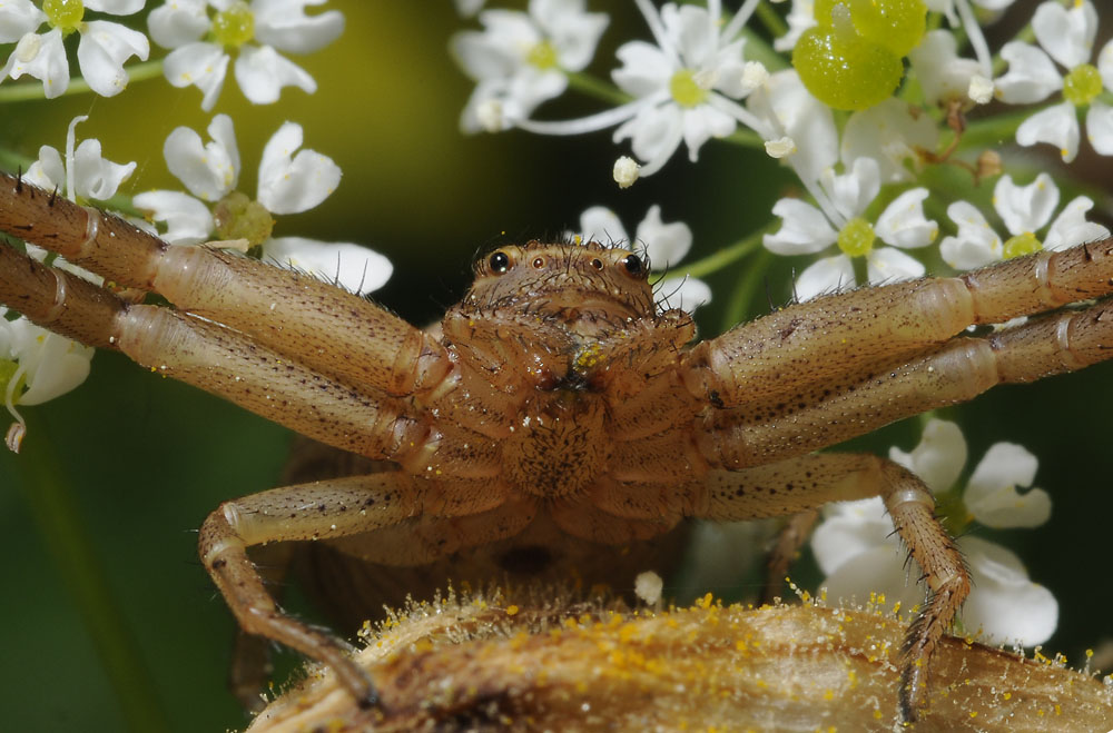 Xysticus sp.