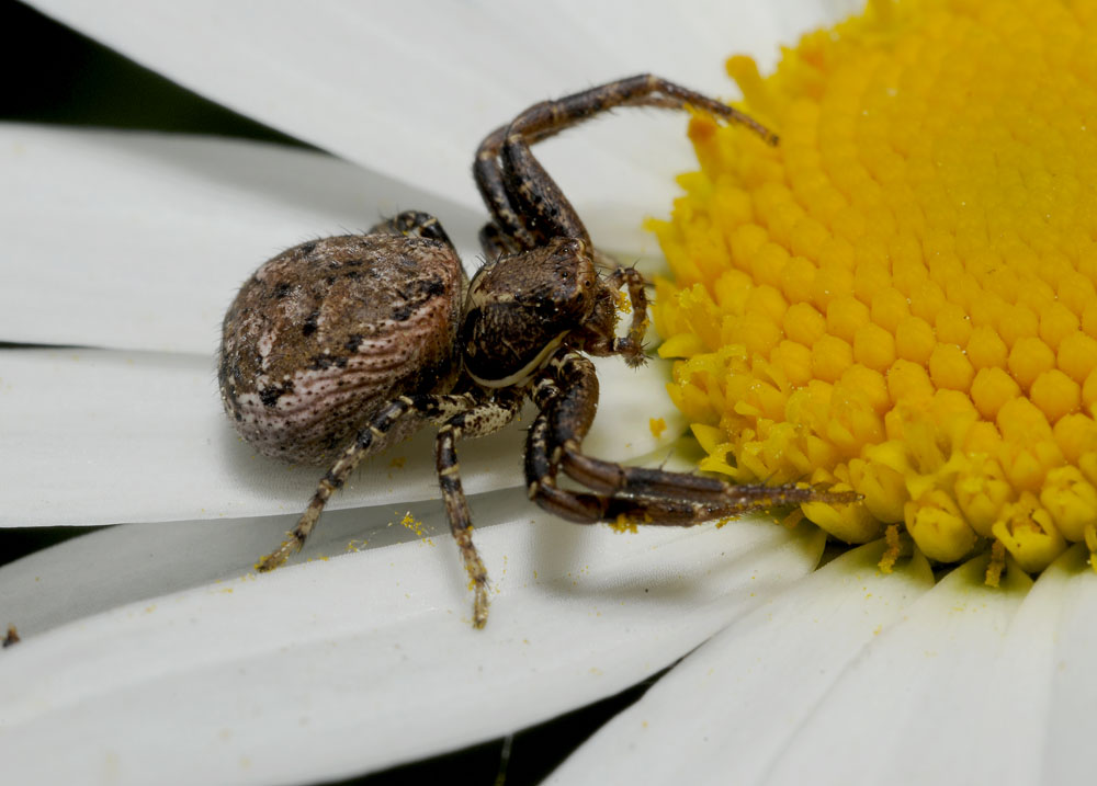 Xysticus sp.