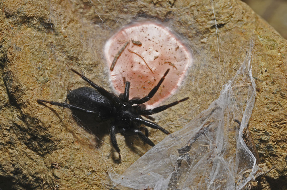 Sotto un sasso: Gnaphosidae