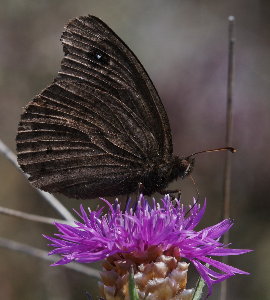 aiuto id : Satyrus ferula (maschio)