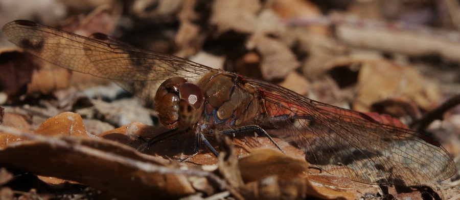 Sympetrum striolatum (maschi)